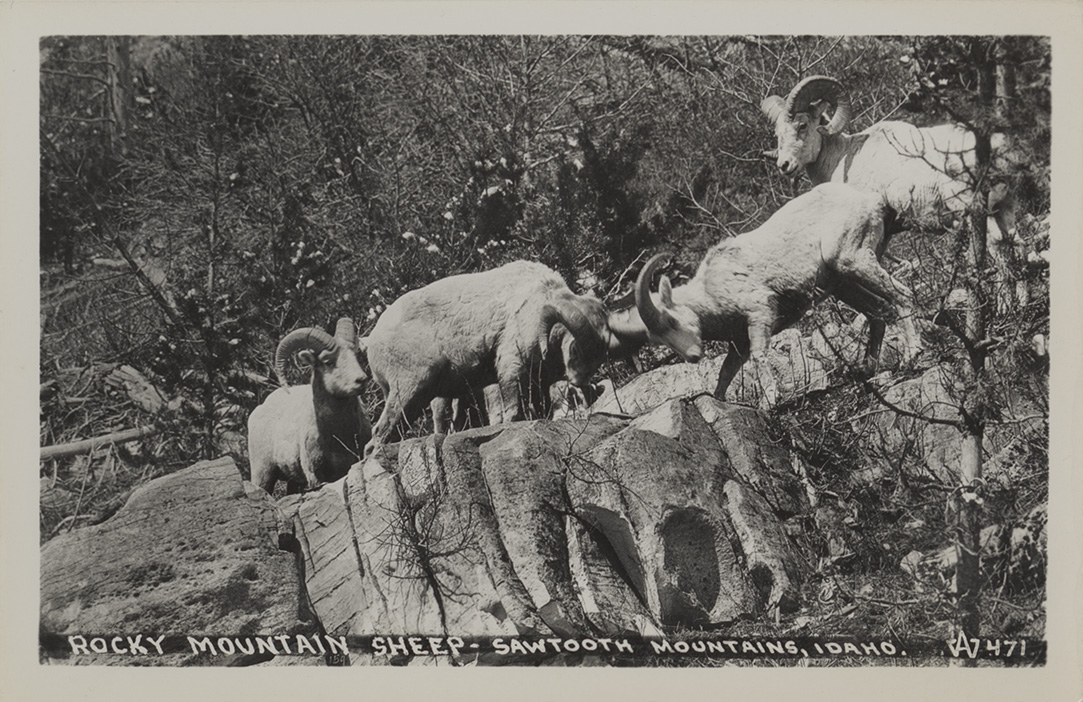 Rocky Mountain Sheep. Sawtooth Mountains, Idaho