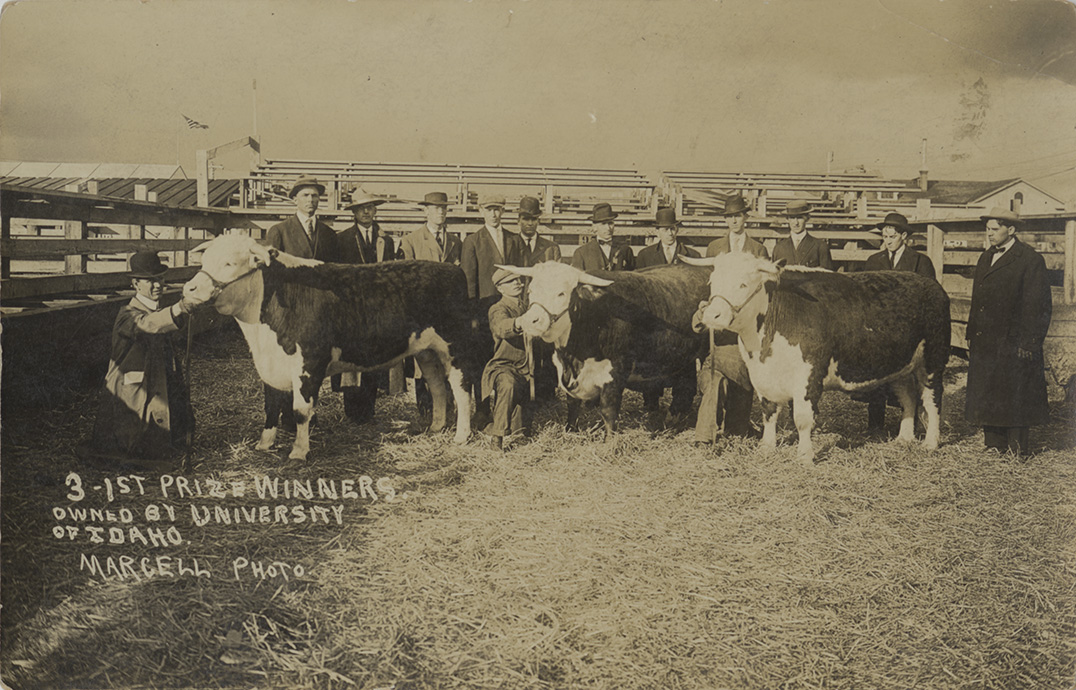 Three first prize winners owned by the University of Idaho. Cattle.