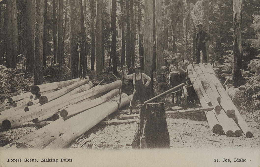 Making poles in the forest. St. Joe, Idaho